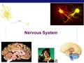 AP Biology 2007-2008 Nervous System AP Biology Why do animals need a nervous system?  What characteristics do animals need in a nervous system?  fast.