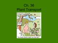 Ch. 36 Plant Transport. Three levels of plant transport Uptake of water and solutes by individual cells Short distance cell to cell transport Long distance.
