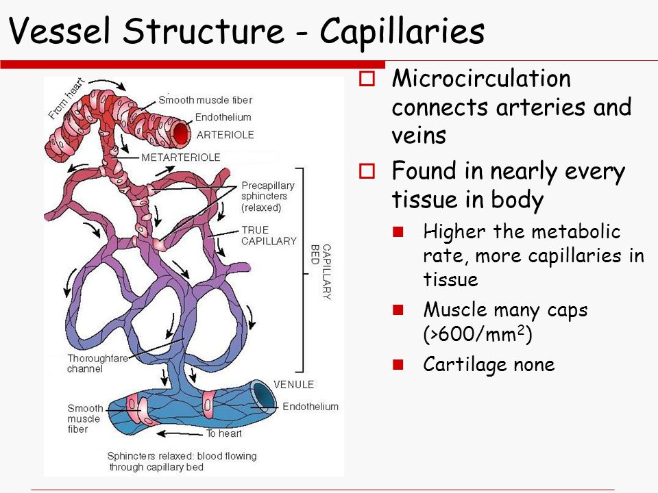 vessel structure - capillaries 4/11/2017microcircuattion