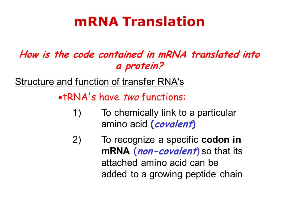 structure of dna and rna ppt download mrna function