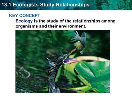 13.1 Ecologists Study Relationships KEY CONCEPT Ecology is the study of the relationships among organisms and their environment.