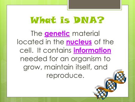 What is DNA? The genetic material located in the nucleus of the cell. It contains information needed for an organism to grow, maintain itself, and reproduce.
