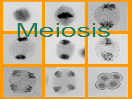 Meiosis is a process that reduces the amount of chromosomes in a cell to half the original amount Where did you get your chromosomes from? Why would you.