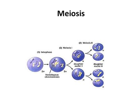 Meiosis. What is it? A special type of cell division of the reproductive cells – egg and sperm Meiosis is similar to which other cell division? Mitosis.