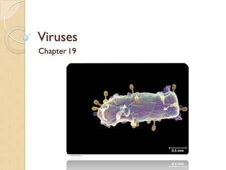 Viruses Chapter 19.