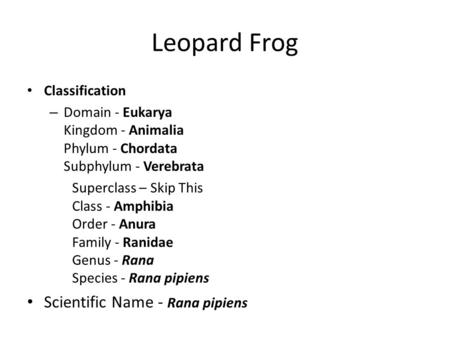 Leopard Frog Scientific Name - Rana pipiens Classification