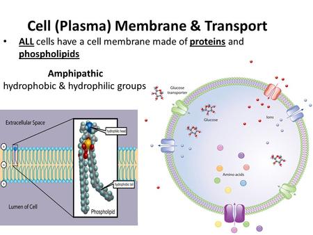 Cell (Plasma) Membrane & Transport ALL cells have a cell membrane made of proteins and phospholipids Amphipathic hydrophobic & hydrophilic groups.