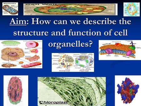 Aim: How can we describe the structure and function of cell organelles?
