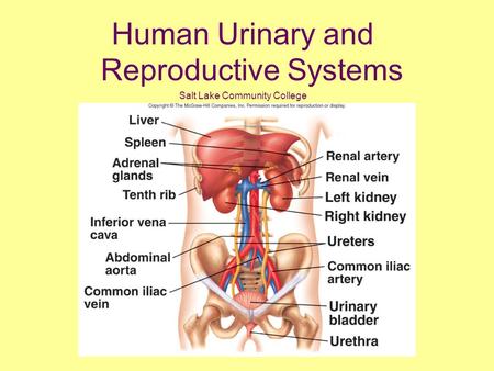 Human Urinary and Reproductive Systems Salt Lake Community College Human Anatomy Laboratory.