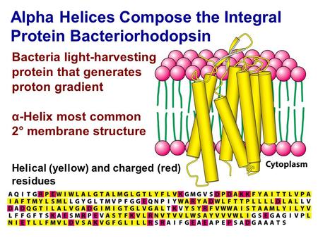 Alpha Helices Compose the Integral Protein Bacteriorhodopsin