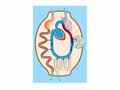 Respiration Metabolism Respiration Semilunar valves Left ventricle Left atrium Right atrium Right ventricle ostia Atrioventricular valves.
