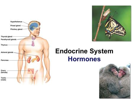 Endocrine System Hormones Regulation Why are hormones needed? –chemical messages from one body part to another –communication needed to coordinate whole.