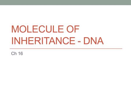 MOLECULE OF INHERITANCE - DNA Ch 16. Morgan Genes are on chromosomes Chromosomes are made of DNA & protein What is the molecule of inheritance?