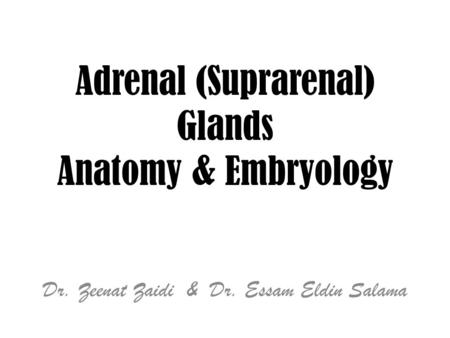 Adrenal (Suprarenal) Glands Anatomy & Embryology Dr. Zeenat Zaidi & Dr. Essam Eldin Salama.