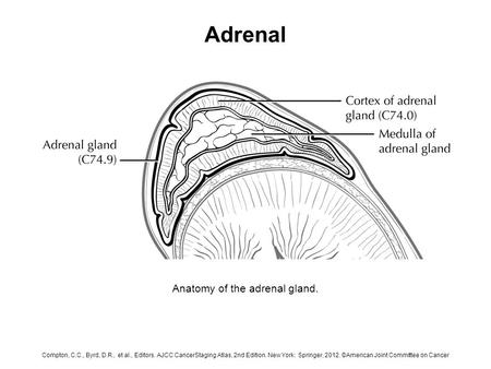 Adrenal Anatomy of the adrenal gland. Compton, C.C., Byrd, D.R., et al., Editors. AJCC CancerStaging Atlas, 2nd Edition. New York: Springer, 2012. ©American.