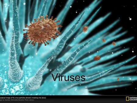 Viruses. Virus – non-cellular particle made up of genetic material and protein. Reproduce only by infecting living cells. –Viruses share some, but not.