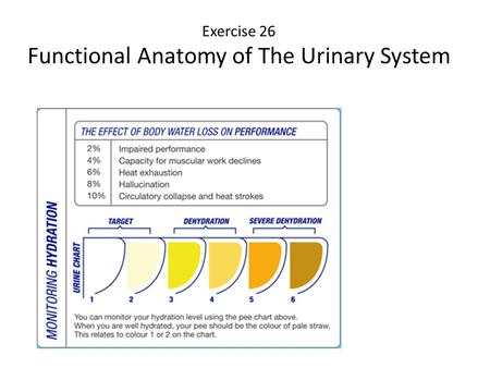 Exercise 26 Functional Anatomy of The Urinary System.