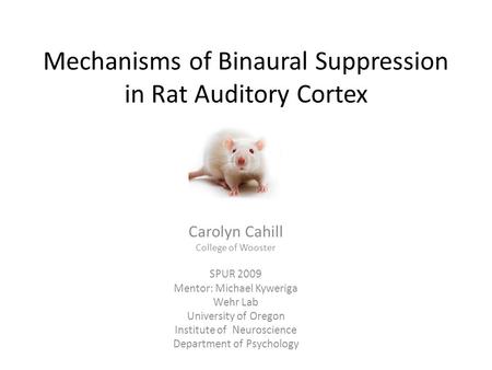 Mechanisms of Binaural Suppression in Rat Auditory Cortex Carolyn Cahill College of Wooster SPUR 2009 Mentor: Michael Kyweriga Wehr Lab University of.