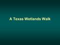 A Texas Wetlands Walk. What is a Wetland? Land that is permanently or sporadically wet with shallow water or contains soil that is permanently or sporadically.