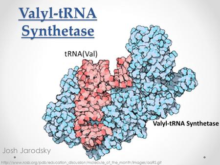 Valyl-tRNA Synthetase Josh Jarodsky