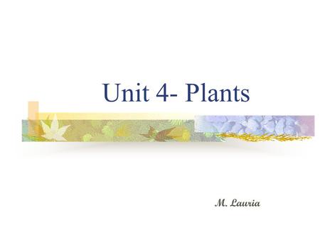 Unit 4- Plants M. Lauria. Background on Plants The Plant kingdom includes more than 270,000 species Believed to have evolved from green algae (chlorophyta).