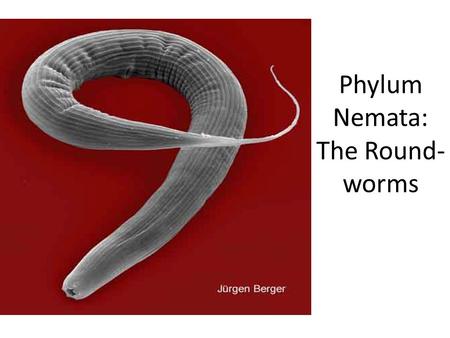 Phylum Nemata: The Round- worms. What’s a Nematode? Nematodes are different from more familiar worms (such as the earthworm) because they have no body.