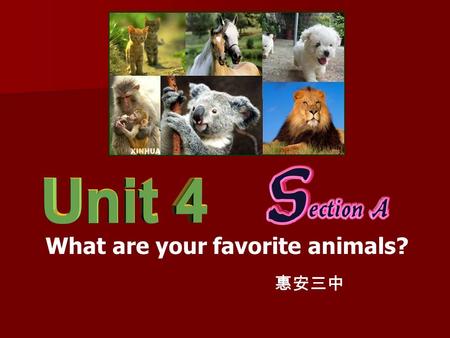 What are your favorite animals? 惠安三中 Look and say catcute.
