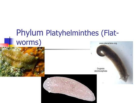 Phylum Platyhelminthes (Flat- worms). General Information Bilaterally symmetrical  Left and right half mirror each other Dorsal-top surface of animal.