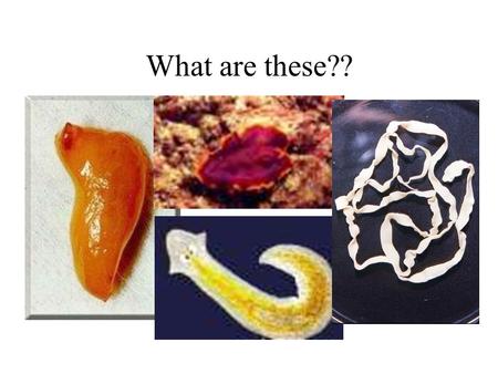 What are these??. Platyhelminthes What is their main feature?? YES! That’s why their called FLATWORMS!!