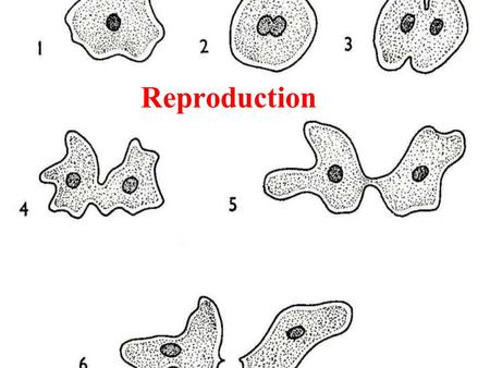 Reproduction. Asexual Reproduction –Asexual Reproduction- Process by which a SINGLE organism produces offspring that have the same genetic material. –Binary.