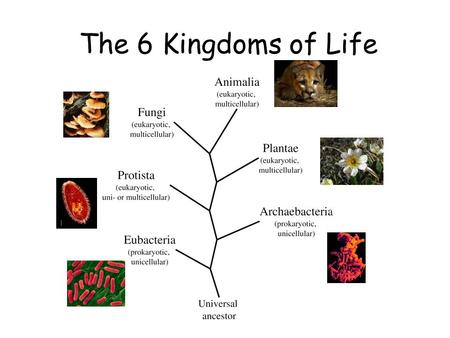 The 6 Kingdoms of Life. The grouping of organisms into Kingdoms is based on three factors: 1.Cell Type 2.Cell Number 3.Feeding Type.