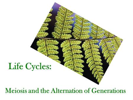 Meiosis and the Alternation of Generations Life Cycles: