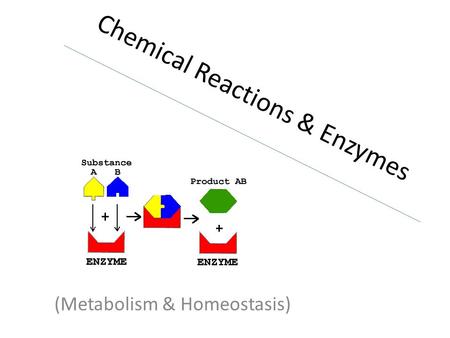 Chemical Reactions & Enzymes (Metabolism & Homeostasis)