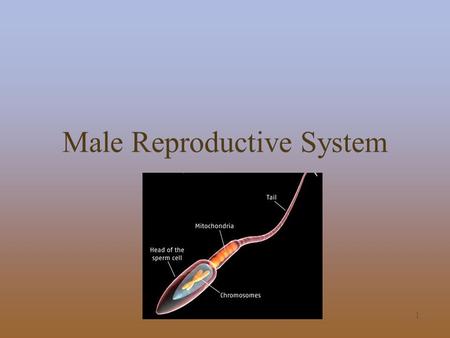 1 Male Reproductive System. 2 Basic Anatomy Testes (gonads) Encased within scrotum and stored outside body Scrotum expands and contracts to heat and cool.