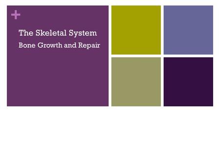 + The Skeletal System Bone Growth and Repair. Types of Bone Cells Slide 5.15 Copyright © 2003 Pearson Education, Inc. publishing as Benjamin Cummings.