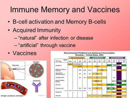 Immune Memory and Vaccines B-cell activation and Memory B-cells Acquired Immunity –“natural” after infection or disease –“artificial” through vaccine Vaccines.