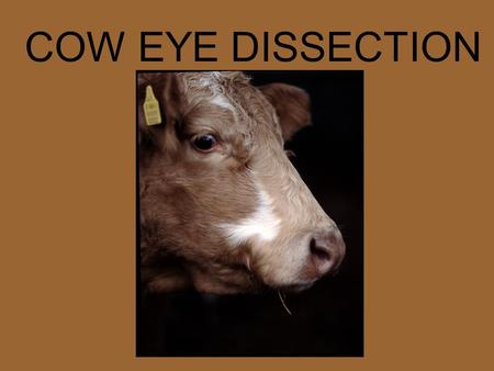 COW EYE DISSECTION. Cows Compared to Humans Without moving your head, look up. Look down. Look all around. Six muscles attached to your eyeball move.