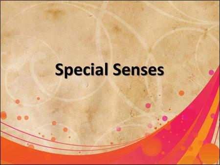 Special Senses. Special Sensory Reception Olfaction.
