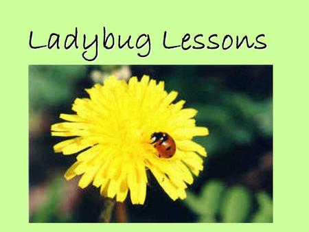 Ladybug Lessons A ladybug is an insect. There are two things that make a ladybug an insect. It has three body parts. Head Thorax Abdomen It has six legs.