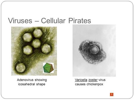 1 Viruses – Cellular Pirates Adenovirus showing Varicella zoster virus icosahedral shape causes chickenpox.