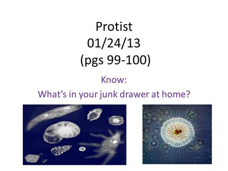 Protist 01/24/13 (pgs 99-100) Know: What’s in your junk drawer at home?