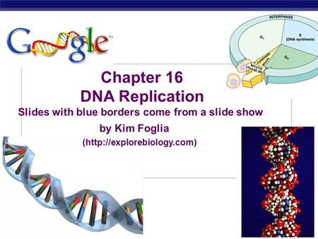 AP Biology 2007-2008 Chapter 16 DNA Replication Slides with blue borders come from a slide show by Kim Foglia (http://explorebiology.com)