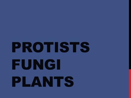 PROTISTS FUNGI PLANTS. PROTISTS What is a Protist? Eukaryotic organism that is not a plant, animal, or fungi, but may contain characteristics of any of.