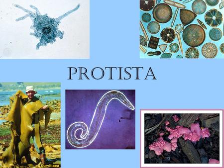 PROTISTA. Protista Characteristics Eukaryote that is not an animal, plant, or fungus most unicellular, some multicellular heterotrophic, autotrophic or.