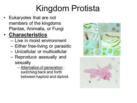 Kingdom Protista Eukaryotes that are not members of the kingdoms Plantae, Animalia, or Fungi Characteristics –Live in moist environment –Either free-living.