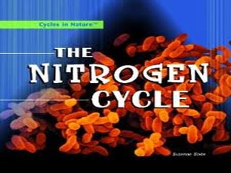 Nitrogen Cycle Importance of Nitrogen Take a deep breath. Most of what you just inhaled is nitrogen. In fact, 80% of the air in our atmosphere is made.