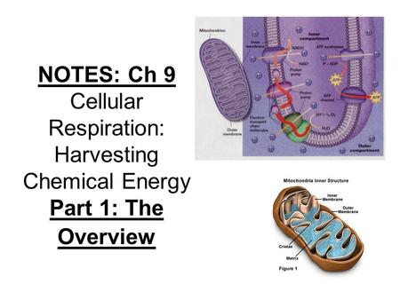 NOTES: Ch 9 Cellular Respiration: Harvesting Chemical Energy Part 1: The Overview.