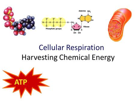 Cellular Respiration Harvesting Chemical Energy ATP.