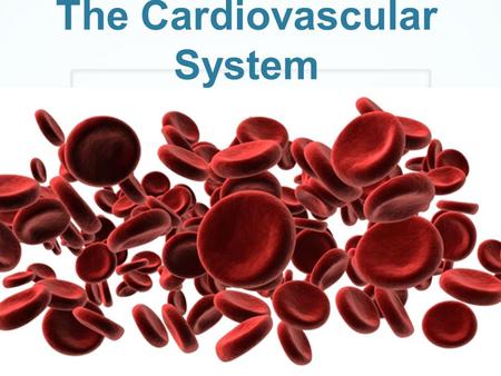 The Cardiovascular System. The circularity system or cardiovascular system includes the heart, blood and blood vessels. The circularity system as four.