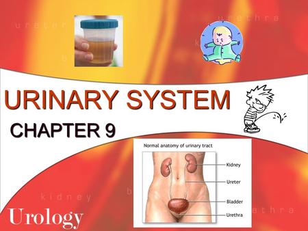 URINARY SYSTEM CHAPTER 9. Functions of the Urinary System 1. Maintains proper balance of water, salts and acids in body fluids 2. Filters the blood to.